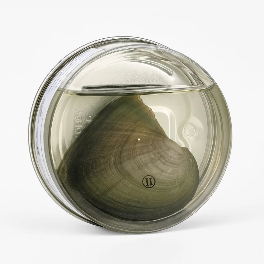 Magical Oyster Pearl Necklace Kit - Diaarp